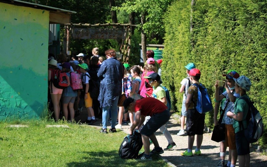 Dzieci z gminy Tuczępy odwiedziły króla lwa. Zobacz wspaniałą zabawę w ZOO Leśne Zacisze [ZDJĘCIA]