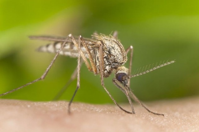 Komary groźniejsze niż myślisz? Jak z walczyć z insektamiChoć nie wszyscy zdają sobie z tego sprawę, komary mogą przenosić groźne choroby.