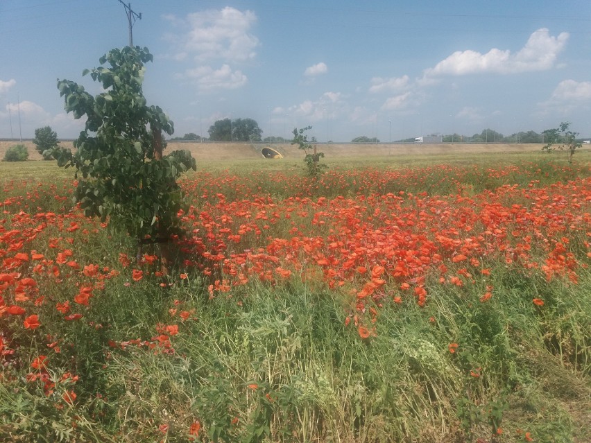 Nieprawdopodobne widoki można podziwiać na rogatkach...