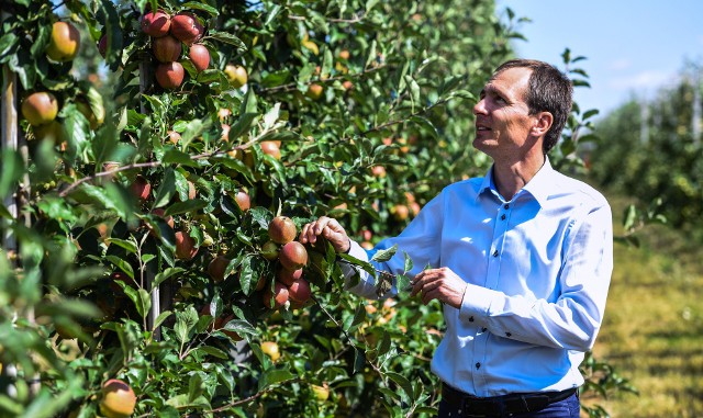 Grupa Producentów Owoców Galster w Wierzchucicach, którą kieruje Paweł Pączka, zatrudnia pracowników przy zbiorze czereśni, jesienią będą potrzebni do zrywania jabłek