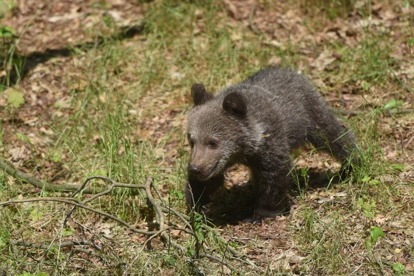 Zoo Poznań: Niedźwiedzica Cisna zadebiutowała przed...