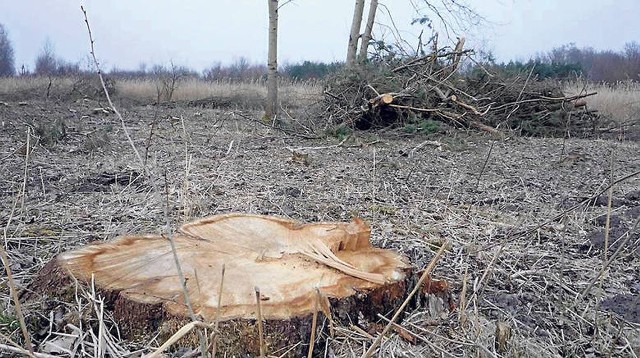 Rok 2015: to właśnie na tym potężnym terenie blisko drogi wojewódzkiej wyciętych zostało około 3 tysiące drzew, w tym ponad tysiąc w wieku powyżej 10 lat