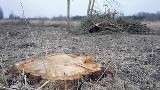 W sądzie zaczęli wreszcie mówić o  wycince prawie trzech tysięcy drzew w Białogardzie