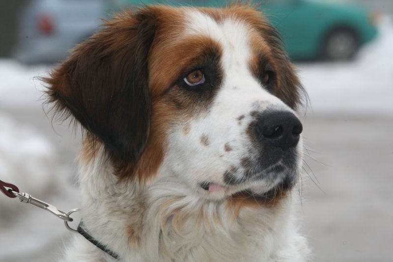 Bezpański pies uratował życie - przeczytaj więcej o Łatce