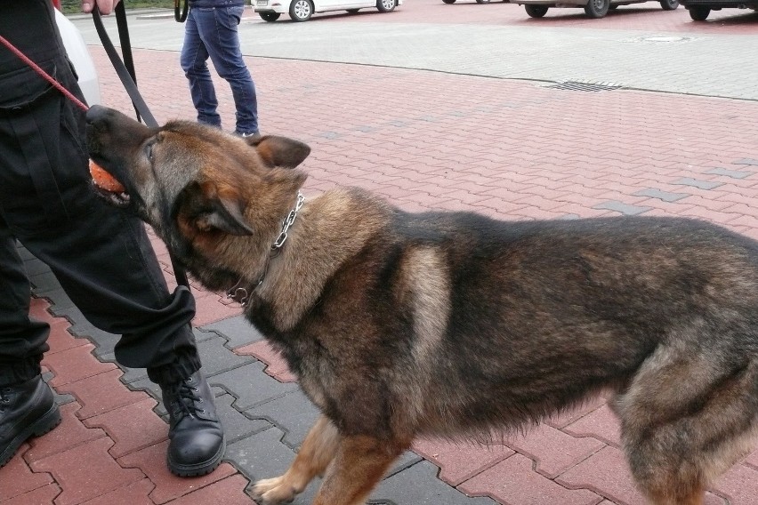 Policyjny pies na pierwszej akcji wykrył narkotyki