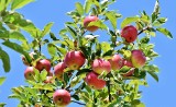 Spółdzielnia Teofilów chciała wyciąć 43 drzewa owocowe. Bo owoce gniją i przyciągają owady