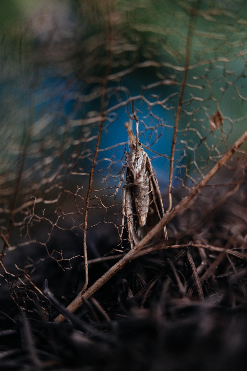 Zdjęcia owadów -  w wykonaniu Jerzego Kryszaka - są...