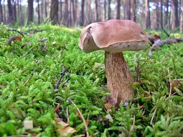 Goryczak żółciowy. Jest tak niesmaczny, że wrzucony do potrawy spowoduje, iż staje się ona niezdatna do spożycia.