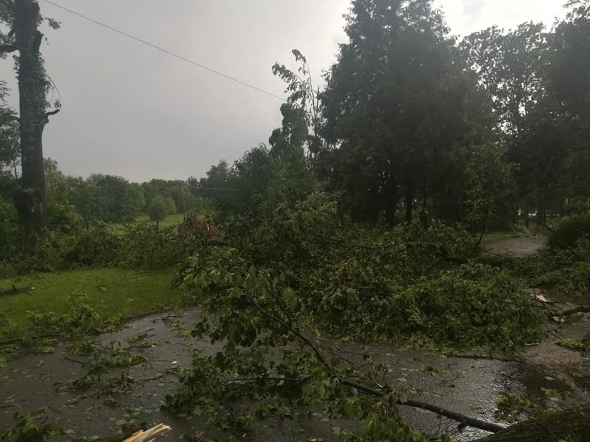 Powodzie wyrządziły ogromne szkody w podkarpackich lasach. Wstępny szacunek strat to prawie 5 mln złotych [ZDJĘCIA]