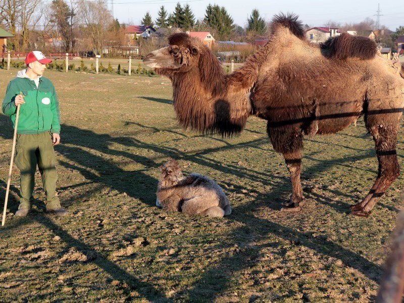 Nowa mieszkanka rancza w Policach. Wymyśl imię dla małej wielbłądzicy :-) [zdjęcia]