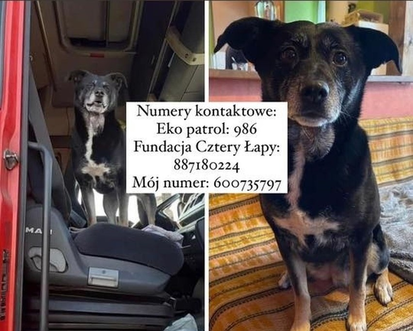Toruń szuka Bródki, psa jeżdżącego z właścicielem po całej Polsce