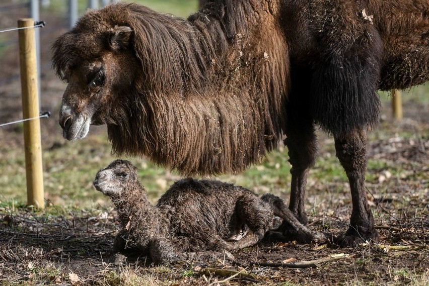 W zoo w Poznaniu urodził się mały wielbłąd. Poznajcie Tamira [ZDJĘCIA, WIDEO]