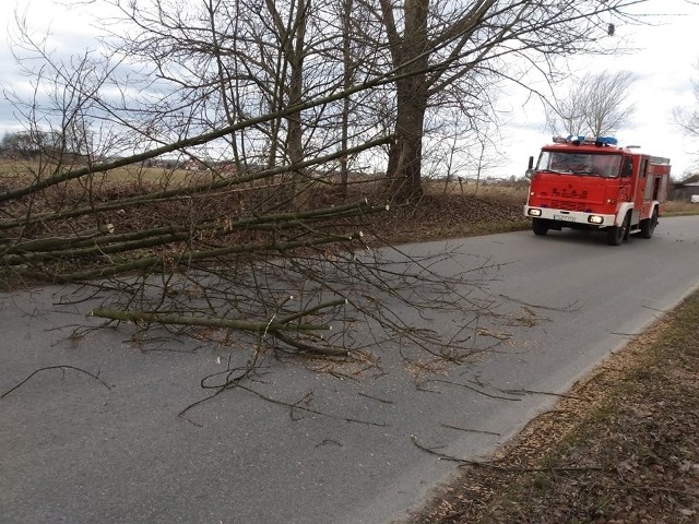 Druhowie z jednostki w Tursku Wielkim z gminy Osiek, w powiecie staszowskim w sobotę, 19 lutego zostali zadysponowani do usunięcia powalonego drzewa na drodze w miejscowości Szwagrów-Niekurza.
