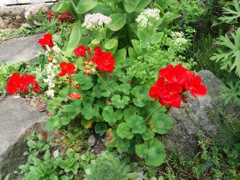 Pelargonie w gruncie kwitną przez całe lato, nie wymagają...