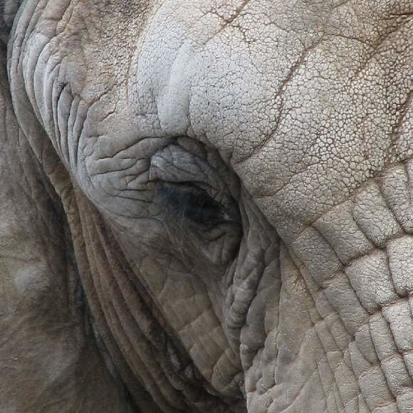 Mieszkańcy Kafta Town i Mangalkote w Indiach uciekali w popłochu przed słoniem.