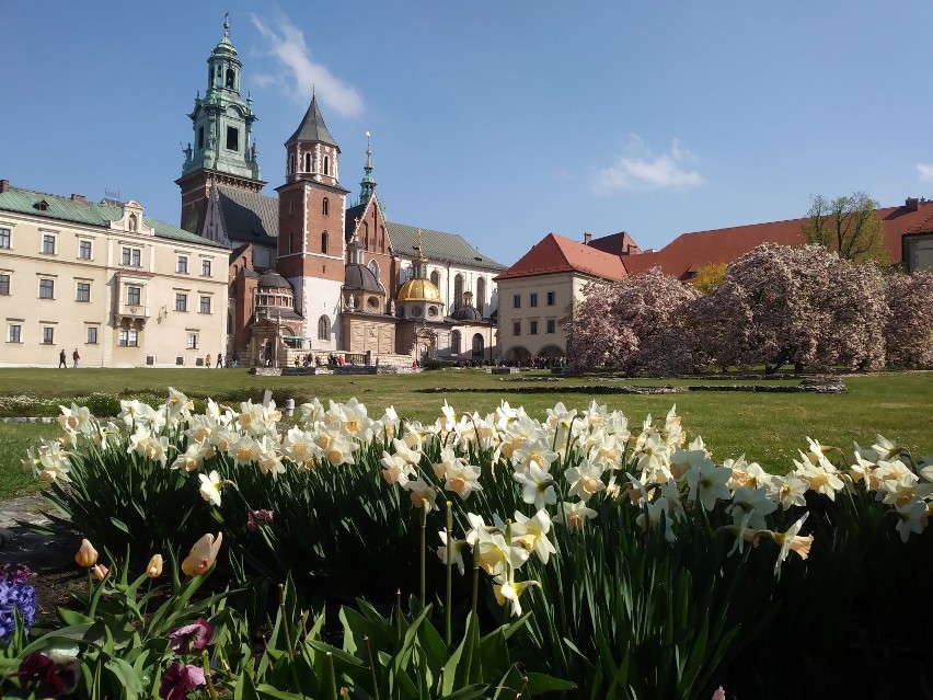 Wawel w wiosennej odsłonie. Magnolie w pełnym rozkwicie [ZDJĘCIA]