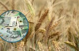Dopłaty do zbóż: kiedy wypłata pieniędzy i ile wniosków złożyli rolnicy? Liczba chętnych w województwach