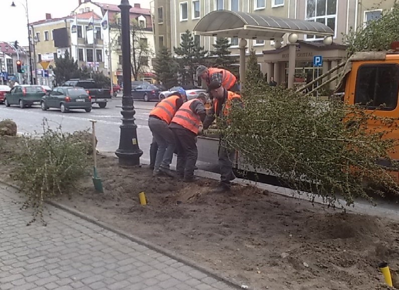 Sadzenie drzew w czwartek na ulicy Liniarskiego