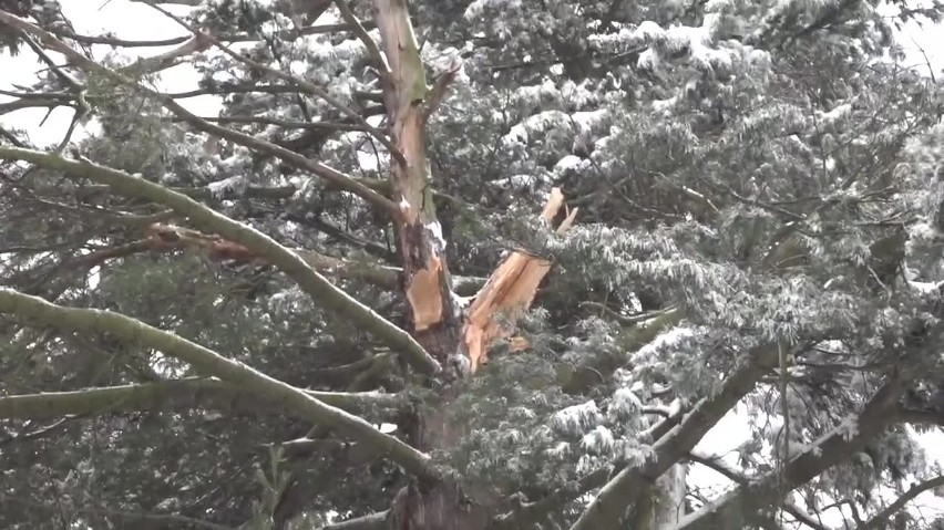 Drzewo złamało się pod ciężarem mokrego śniegu. Tuż obok bawiły się dzieci [FILM]