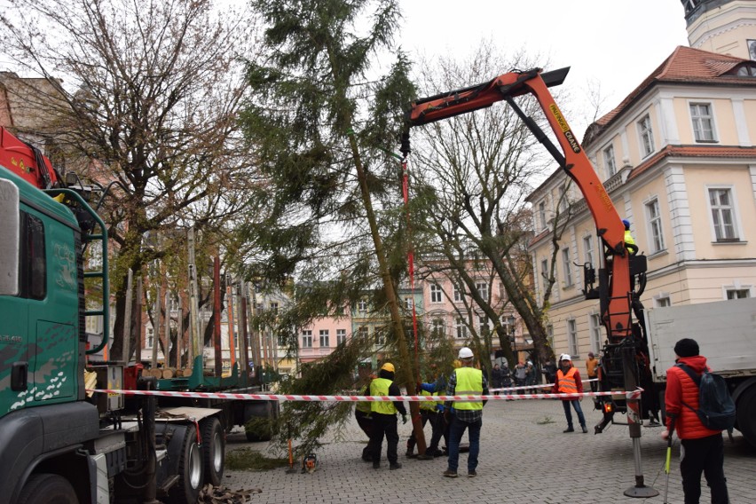 Na deptaku w Zielonej Górze stanął 25 - letni świerk....