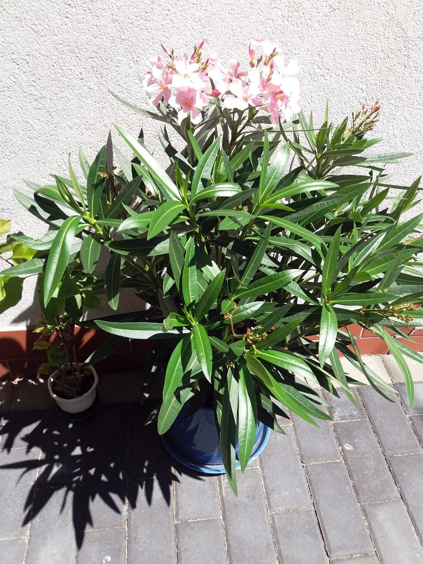 Oleander na tarasie...