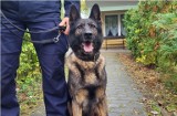Z czego składa się egzamin psów policyjnych i jak często zwierzęta muszą go zaliczać?