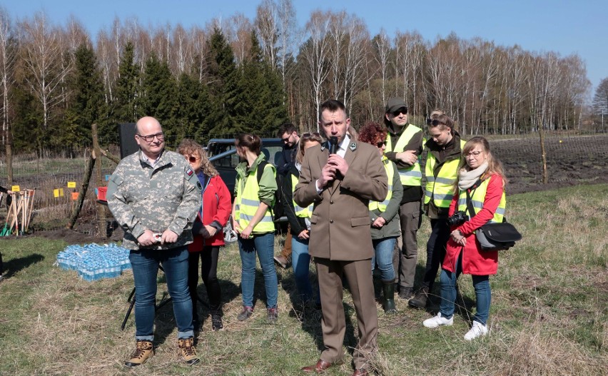 Akcja "Grudziądzanie sadzą las". Posadzono kilka tysięcy...