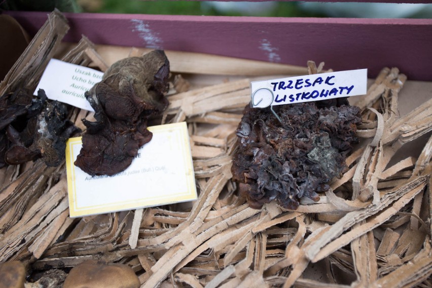 Wystawa grzybów w Kruszynie. Jak rozpoznawać grzyby i jak je zbierać?