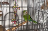 Można adoptować papugę w Szczecinie [WIDEO]                                 