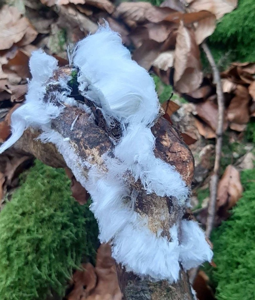 Nikogo nie trzeba chyba przekonywać, że w lesie jest pięknie...