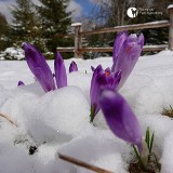 Na Polanie Chochołowskiej krokusy walczą ze śniegiem. Czy w weekend w Tatrach czeka nas "krokusowe szaleństwo"?