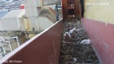 Powiększyła się rodzina sokołów wędrownych w Elektrowni Bełchatów. Zobaczcie zdjęcia