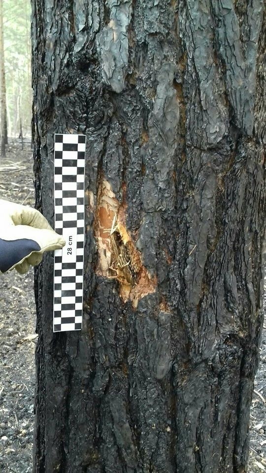 Dolny Śląsk: Pożar lasu i eksplozja czechosłowackiego granatu! (ZDJĘCIA)