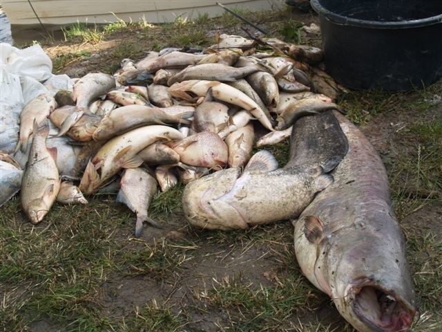 Śnięte ryby w Bugu 