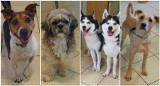 Psy do adopcji we Wrocławiu czekają w schronisku na nowy dom. Naprawdę, nikt ich nie chce? [ZDJĘCIA, OPISY]