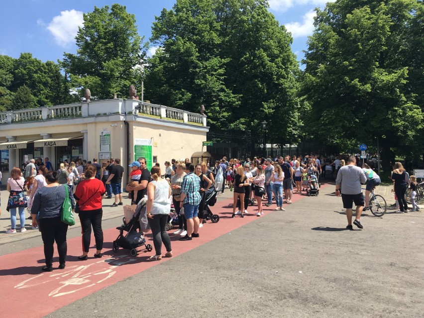 Śląski Ogród Zoologiczny przeżywał prawdziwe oblężenie, przy...