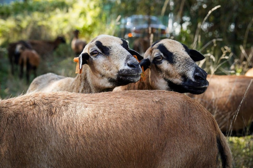 Owce kaukaskie w Katowicach