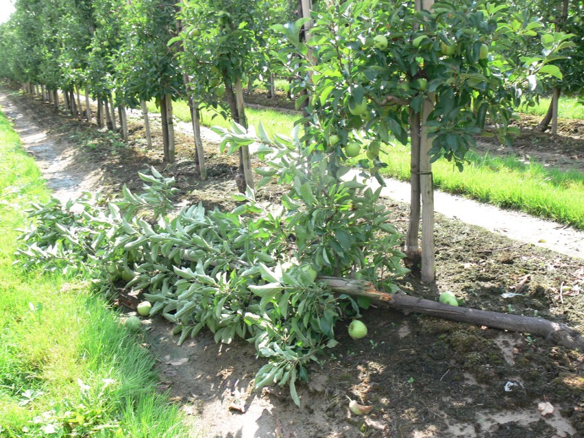 Nawałnica zniszczyła sady w powiecie sandomierskim. Plantatorzy naprawiają szkody, nie pojechali na protest [ZDJĘCIA]