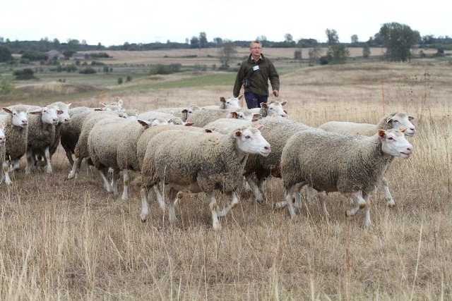 Pierwsze owce na Ponidziu w ramach unijnego projektu LIFE pojawiły się koło Stawian.