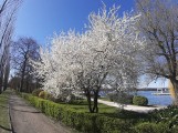 Oznaki wiosny w Szczecinku. Zaczęła się na całego [zdjęcia]