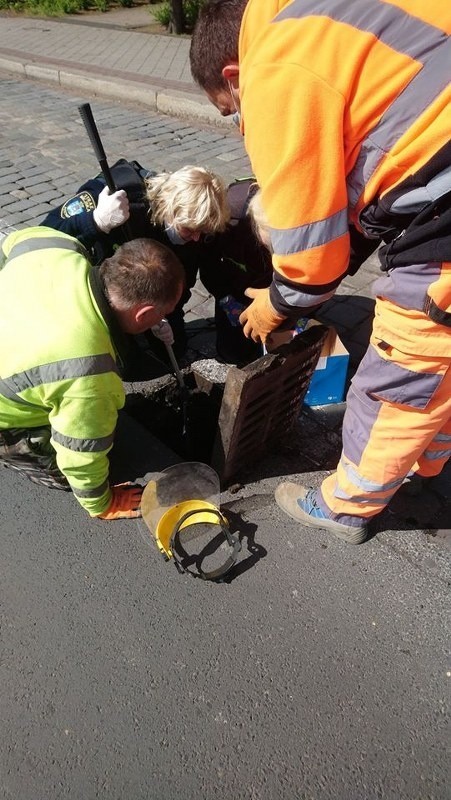 Strażnicy Ekopatrolu w czwartek zostali poproszeni przez...