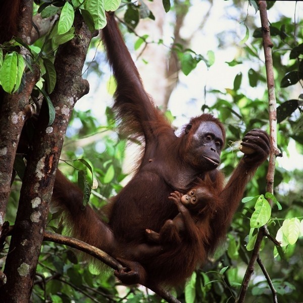 Kayah apeluje o pomoc w ratowaniu ginącego gatunku Orangutanów.