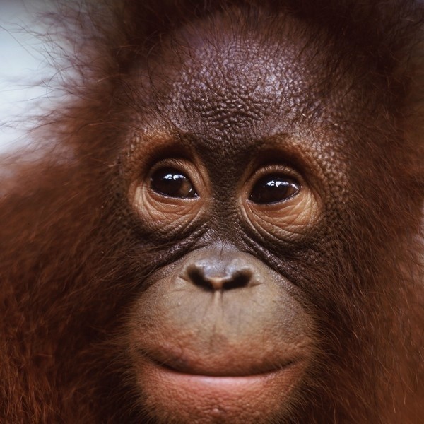 Orangutany są gatunkiem bardzo podobnym do ludzi.