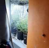 Policjanci zlikwidowali w mieszkaniu w Łodzi na Górnej profesjonalną, dobrze wyposażoną mini plantację marihuany