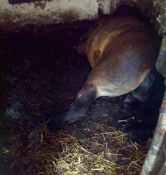 Martwy koń najpierw leżał w stajni. Potem wyciągnięto go na podwórze.