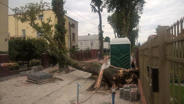 Trwa remont ulicy Kasztanowej w Inowrocławiu, przy której rosną wiekowe drzewa. Jak udało nam się nieoficjalnie dowiedzieć, kasztanowiec przewrócił się w trakcie prac, które przy nim wykonywano. Na szczęście nikomu nic się nie stało. Uszkodzone zostało jednak jedno z ogrodzeń. Do zdarzenia doszło dziś około godz. 12. ***Pogoda na dzień (7.07.2016) | KUJAWSKO-POMORSKIETVN Meteo Active