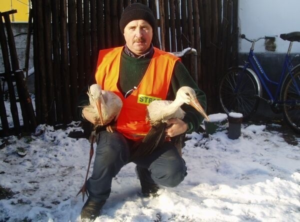 Ptakami, które zatrzymały się na łąkach w Odrzywole, zaopiekował się Piotr Podogrodzki.