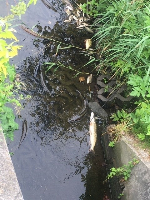 Ryby unoszą się na powierzchni zbiornika przeciwpożarowego...