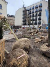 Kraków. W parku przy Karmelickiej sadzą drzewa! Do otwarcia coraz bliżej