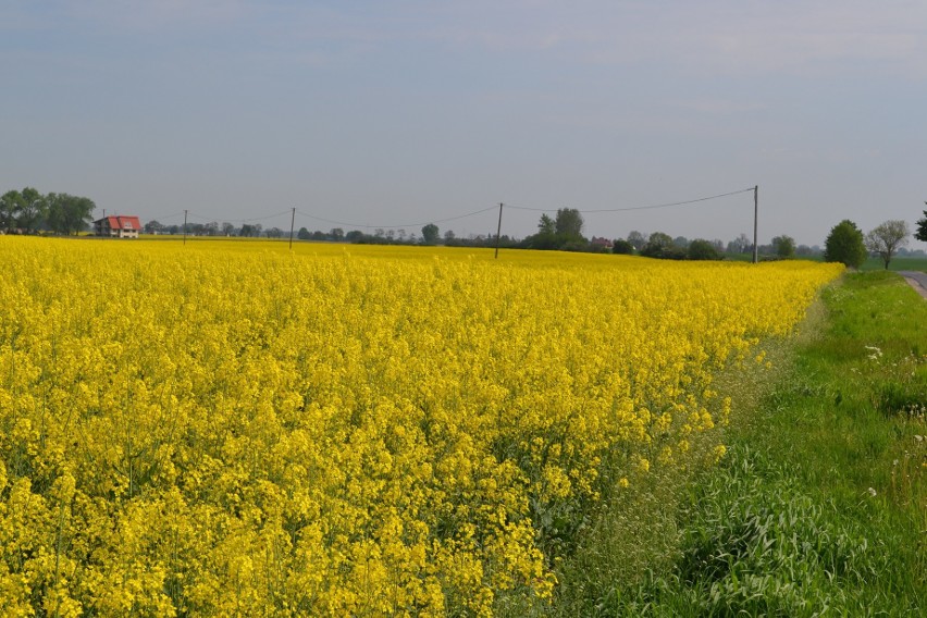 Barwny maj na polach - zboża rosną, rzepak kwitnie [zdjęcia]